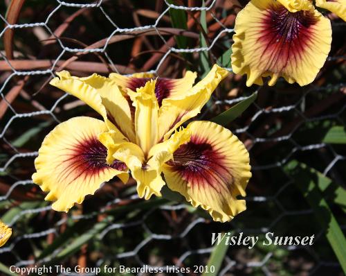 Wisley Sunset 2